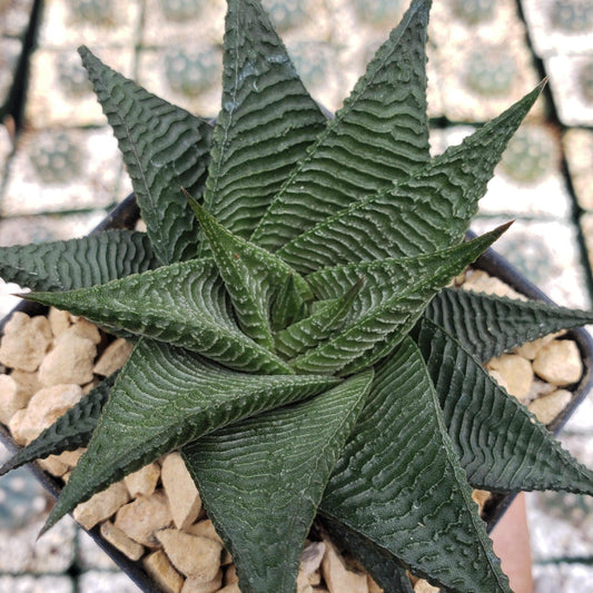 Haworthia limifolia spiralis Cacti Cactus Succulent Real Live Plant