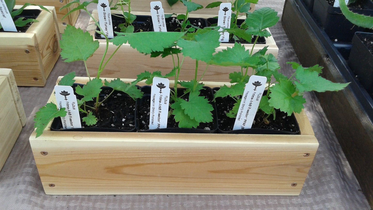 BlackBerry Plants Prime-Ark Freedom Price Includes Four (4) Plants