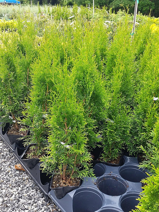 Live Plant - Emerald Green Arborvitae Tree (Thuja) - (1 Qt) (4 Live Plants)