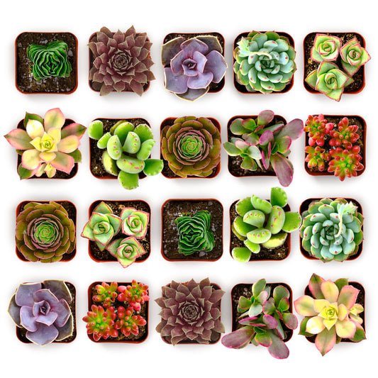 Shop Succulents Colorful Succulent Plant Pack 2" Grow Pot Pack of 100