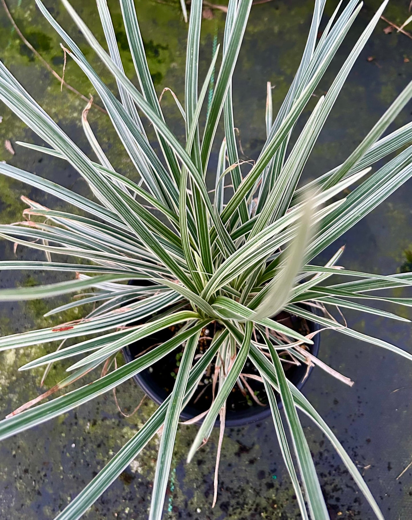 Aztec Grass Live Plant, Variegated Green and White Foliage, Ornamental Grass for Garden and Landscape (3, 1-Gallon)