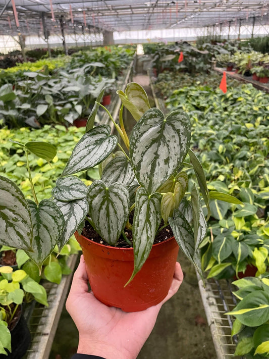 Philodendron 'Brandi' | Live Plant for Indoor & Outdoor | for Living Room, Office, Bathroom | (6" Pot)