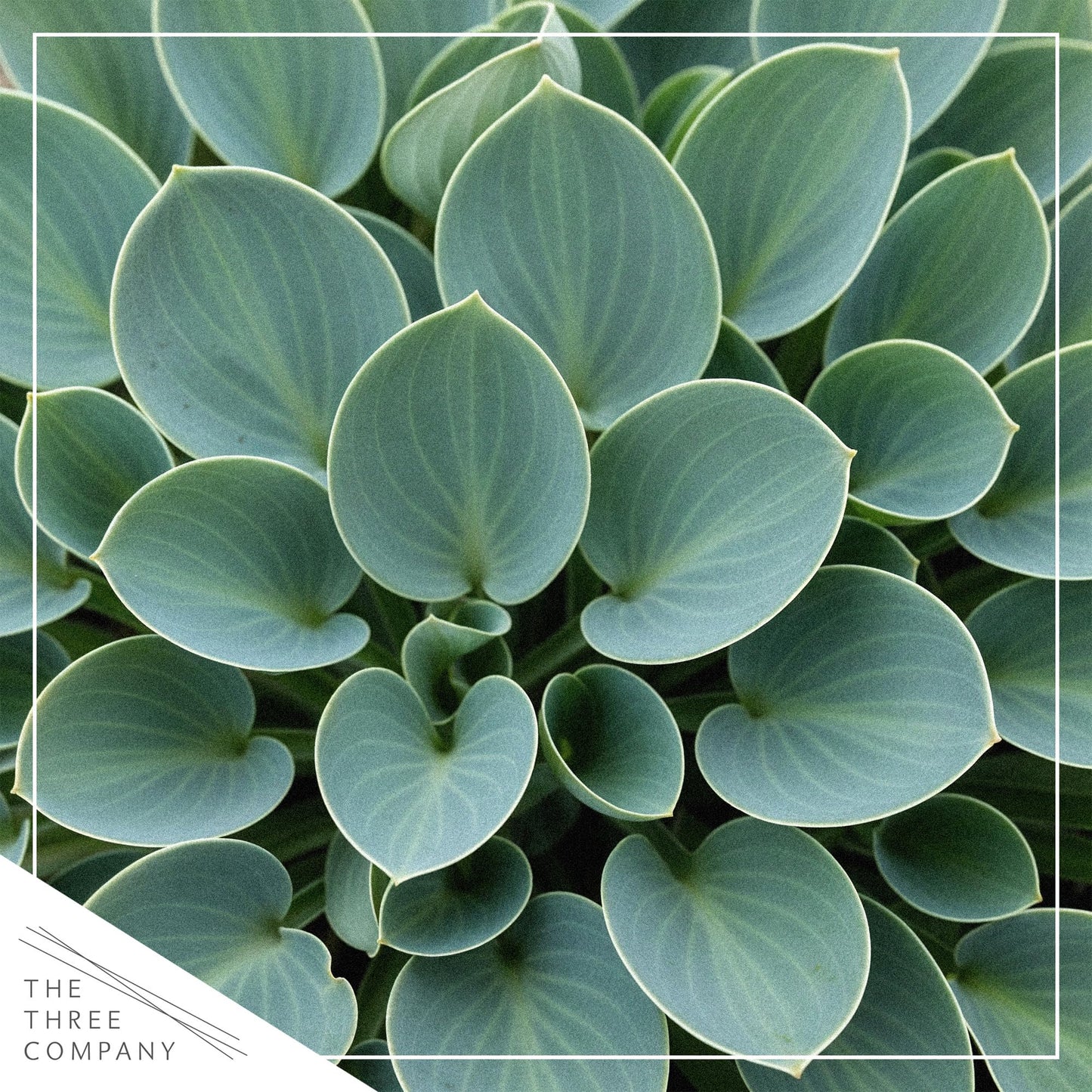 Live Perennial Hosta - Blue Mouse Ears (3 Plants Per Pack) Beautiful Accent Plant, 10" Tall by 4" Wide in 1 Qt Pot