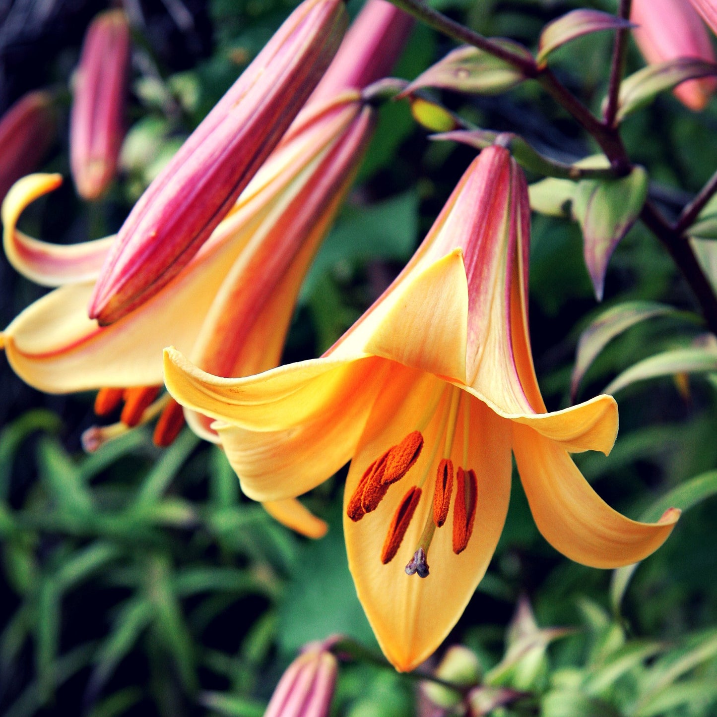 Easy to Grow Trumpet Lily 'Big Band Collection' Large Plant Bulbs (4 Pack) - Mixed Colors, Tall Fragrant Flowers in Summer Gardens