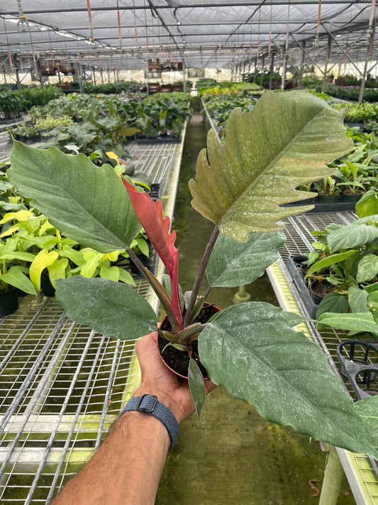Philodendron Choco Empress | Live Plant for Indoor & Outdoor | for Living Room, Office, Bathroom | (4" Pot)