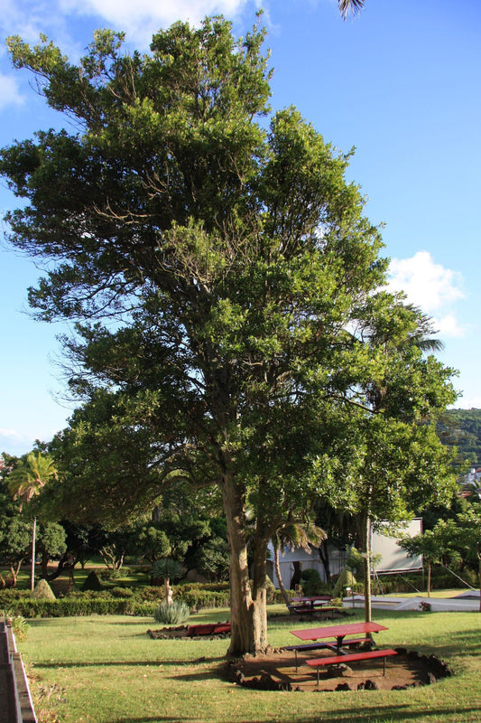 RedCrocus - RedCrocus Bay Laurel Laurus nobilis Tree | Aromatic, Evergreen, Culinary Herb for Gardens & Containers 2 Gallon