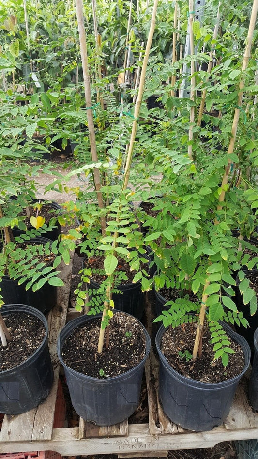 9EzTropical - Star Fruit Tree - Grafted Tree - 3 to 4 Feet Tall - Ship in 3 Gal Pot