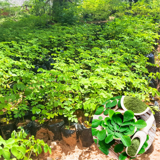 Dwarf Moringa Malunggay Trees Live Plants Well-Rooted, 6-10" Drumstick Horseradish Tree in 4" Pot, Moringa Oleifera for Gardening