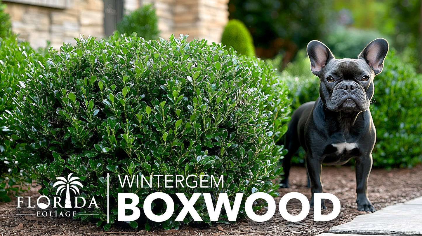 Winter Gem Boxwood | 10 Live Plants | Buxus microphylla Japonica ‘Winter Gem’ | Compact Evergreen Shrubs | Formal Garden Plants for Borders