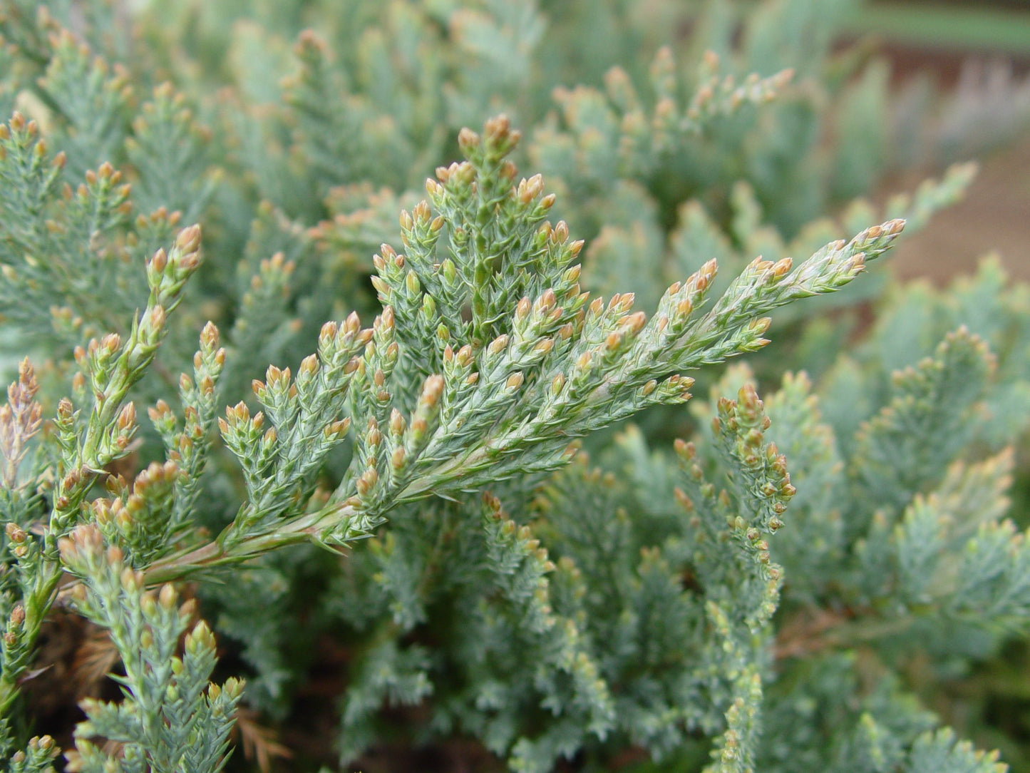 Green Promise Farms JUNIPERUS HORIZONTALIS `Blue CHIP` (Creeping Juniper) Evergreen, 2-Size Container, Green Foliage