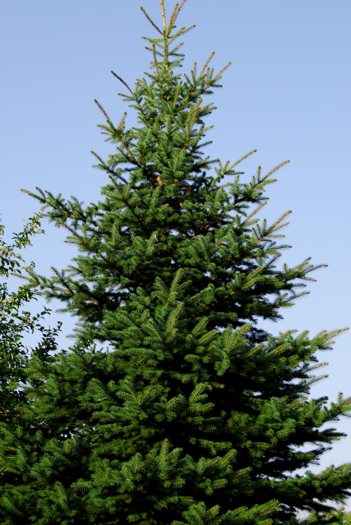 Norway Spruce Jumbo Tree Seedling Plug | 12"-18" | Arbor Day Foundation (1-Pack)