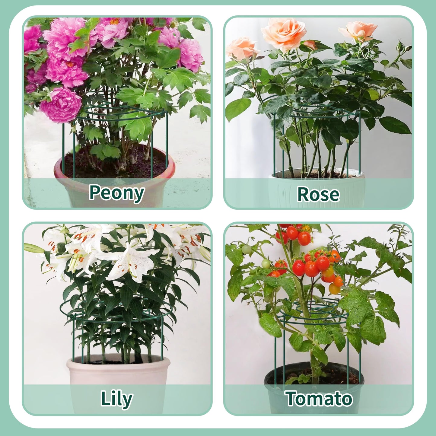 8 Sets Peony Support Cage,Heavy Duty Metal Plant Support Rings with 3.5mm Thickened Legs,10"Dia.x16"High Grow Through Hoops for Peonies and Tall Plants,Rust-Resistant Strong Support for Heavy Blossoms