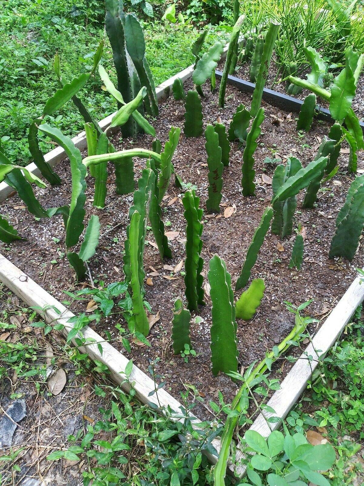 12" Dragon Fruit Cactus Plant W/Pot Hylocereus Undatus Pitaya SELF Pollinating