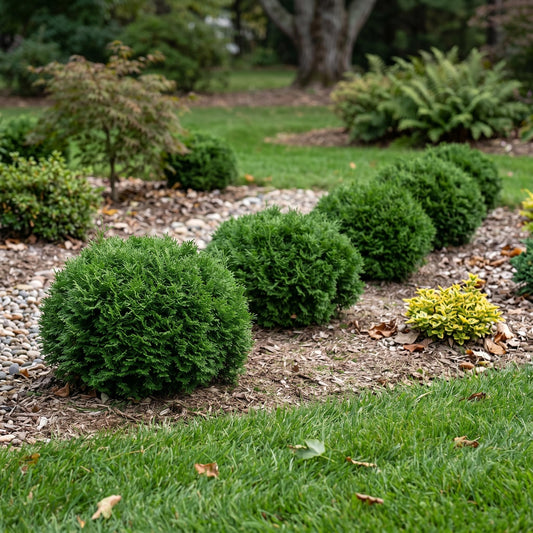 Live Mr Bowling Ball Shrub, 4-6" Tall in Quart Pot, Dwarf Arborvitae, Low Maintenance, Hardy, Decorative Evergreen Shrub with Round Shape for Garden & Landscape