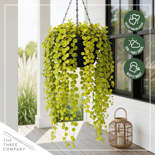 Creeping Jenny Live Plant (Lysimachia nummularia) - 2 Plants Per Pack - Healthy Trailing Perennial - Beautiful Accent Plant - 6" Tall by 4" Wide in 1 Pt Pot