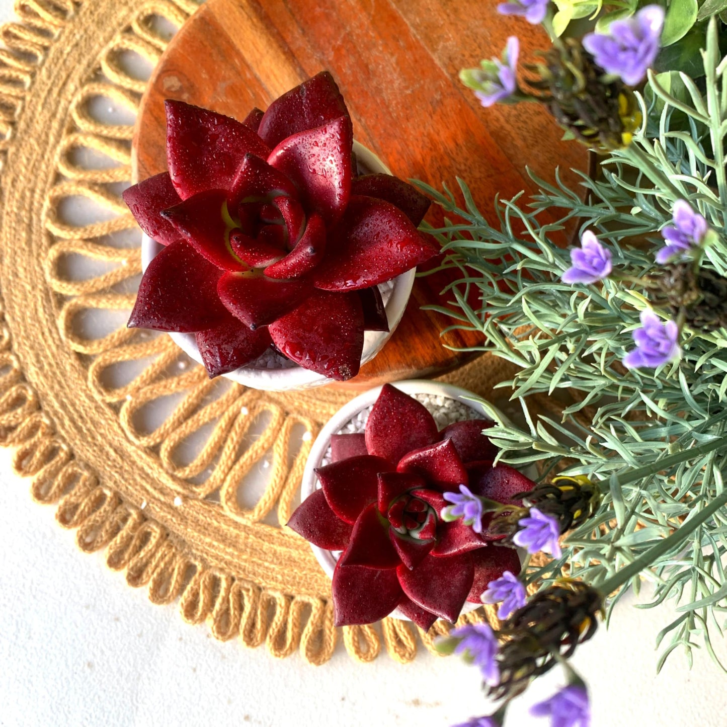 FWPP Live Succulents Plants Echeveria Agavoides v Romeo Rubin 3 inches,Rare red Succulents Bare Root Without Pot Soil, Live Plants Indoor Office Decoration Wedding and Gift