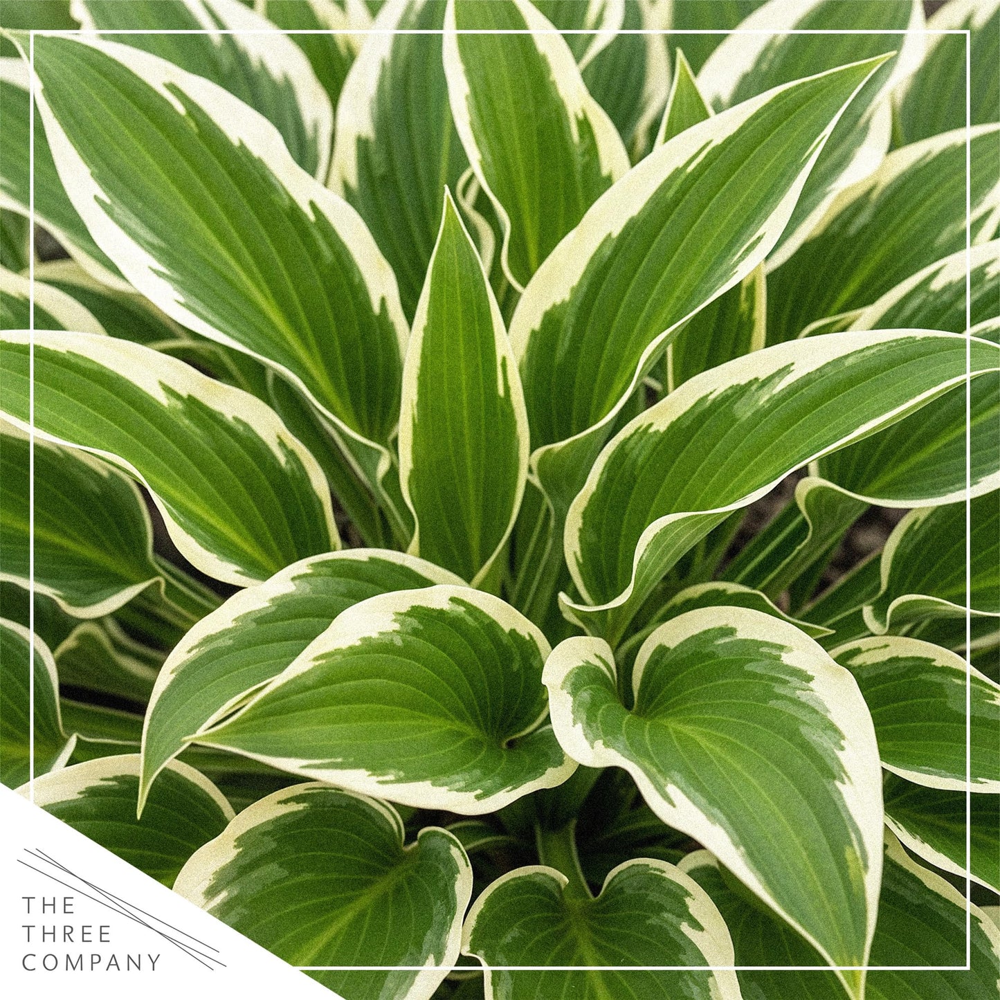 Live Perennial Hosta - Libby (3 Plants Per Pack) Beautiful Accent Plant, 10" Tall by 4" Wide in 1 Qt Pot