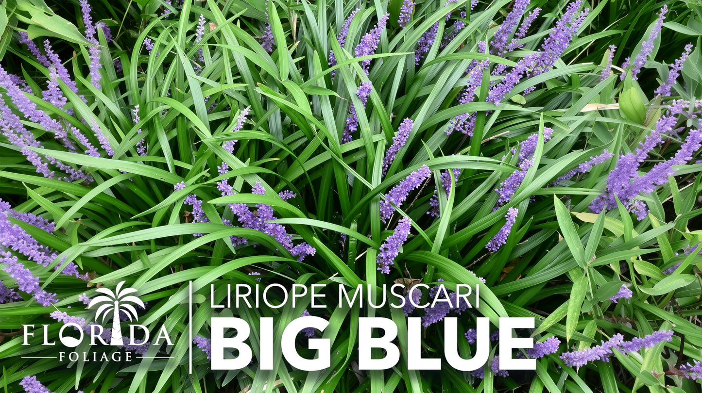 Liriope Big Blue | 2 Large Trade Gallon Size Plants | Liriope muscari | Lavender Blue Flowers | Evergreen Ground Cover for Shade | Landscape Borders for Walkways and Beds