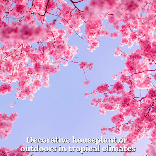 KVITER 30 Weeping Cherry Sakura Tree Seeds for Planting (Prunus Subhirtella) – Pink Japanese Cherry Blossom Tree, Higan/Rosebud/Spring Cherry Seeds – Flowering Trees for Home, Patio & Outdoor Garden