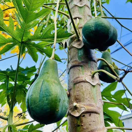Live Plant - Hanging Papaya (Carica Papaya) Live Fruit Tree 1’-2’