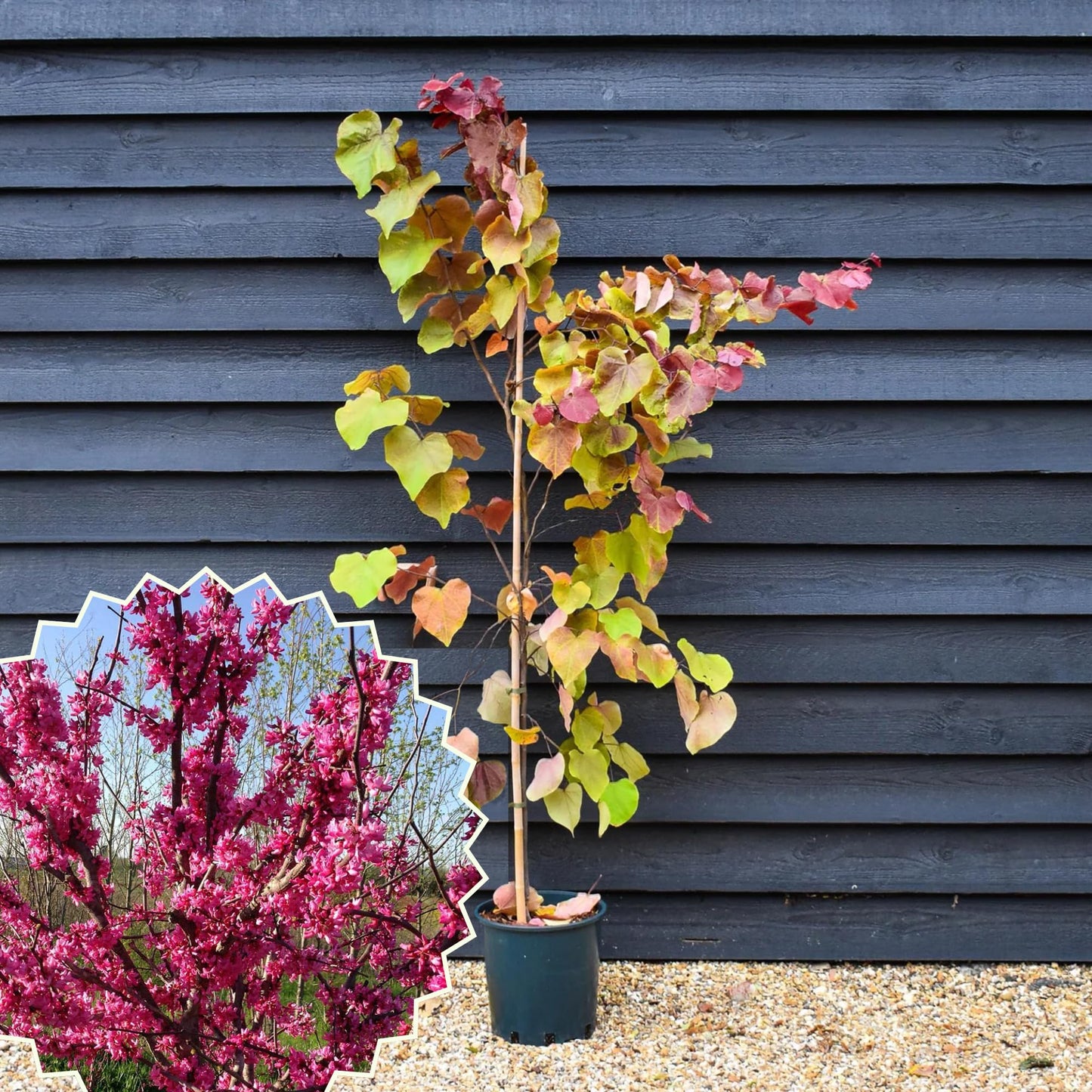 Purple Redbud Tree in Quart Pot, Hardy Red Bud Trees, Purple Flowering Tree, Winter Dormant, Border and Garden Planting