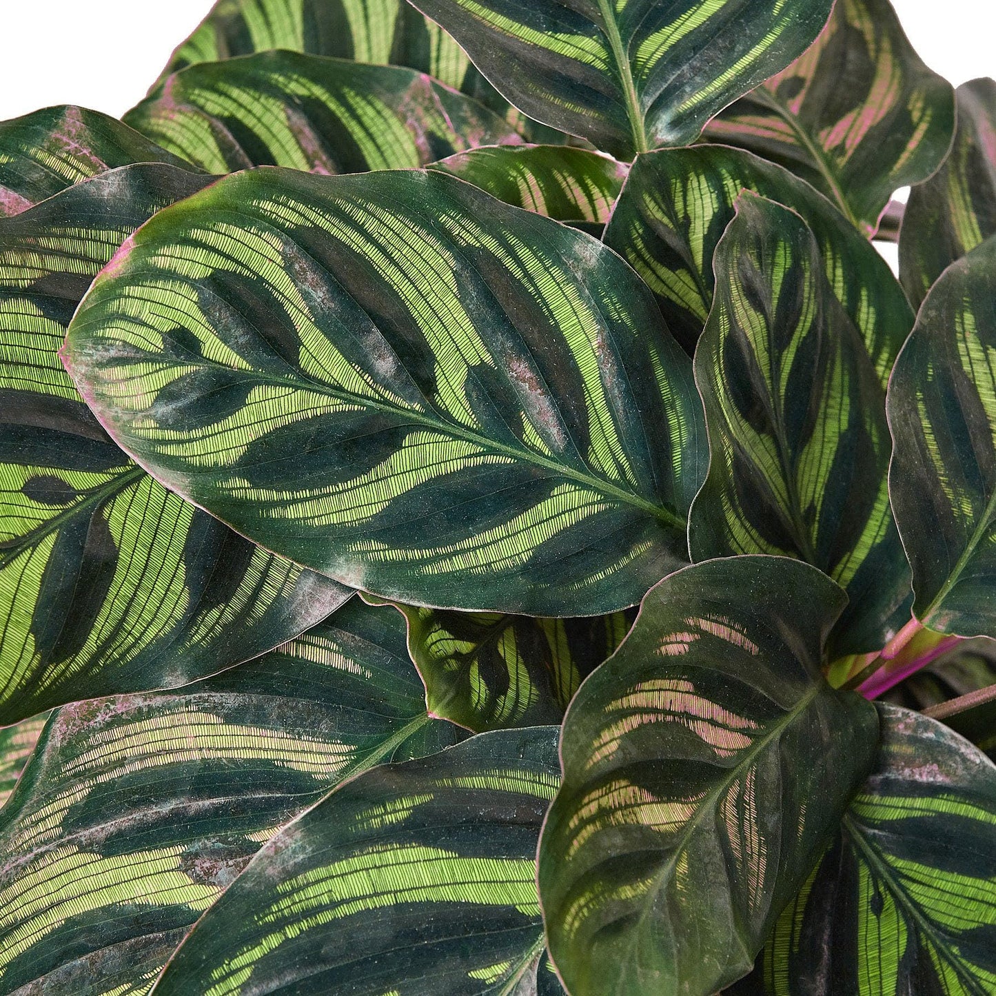 9 Pack Calathea 'Makoyana' in 4in Pot - Live Tropical Houseplant - Easy to Grow | Air Purifying | Pet Friendly | Variegated | USA Growers | The Snobby Leaf