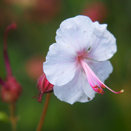Easy to Grow Perennial Geranium Biokovo 3 Bareroots - White & Pink Blooms in Summer Gardens, Cold Hardy Cranesbill