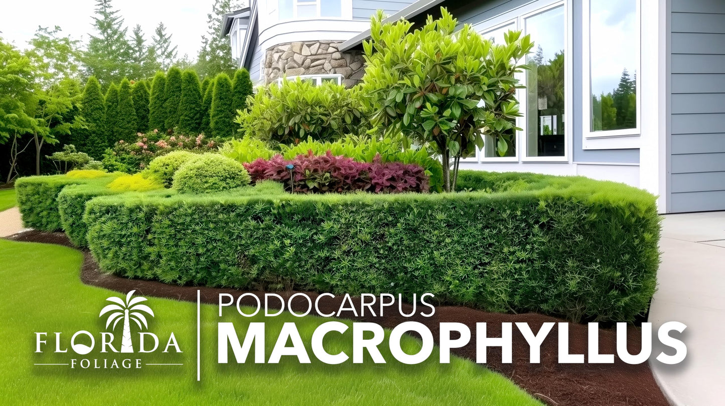 Podocarpus Macrophyllus Japanese Yew | 20 Live Plants | Podocarpus macrophyllus | Privacy Hedge Shrub | Evergreen Landscaping Plants for Gardens & Borders