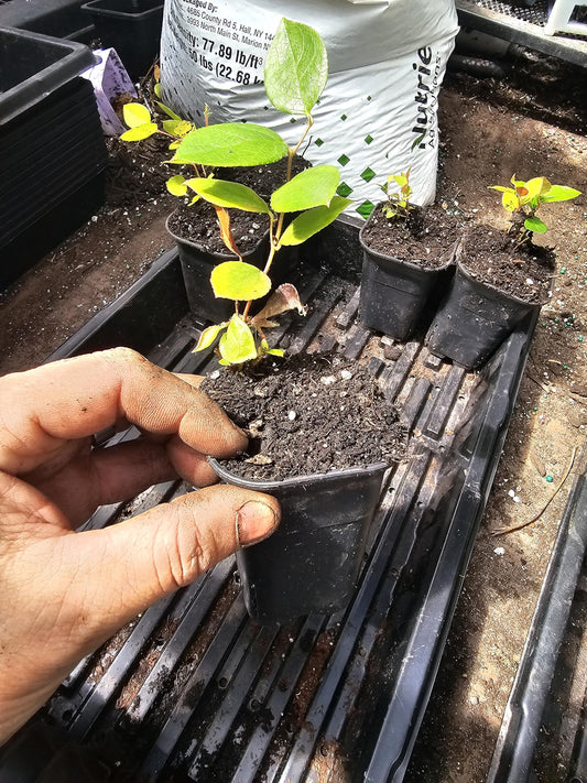 4pack Live Salal Berry Plants, 3" pots