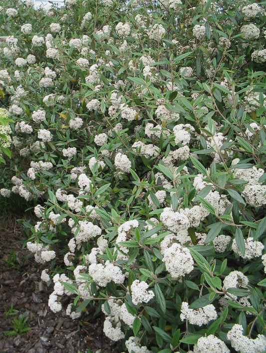 Four Pack of Pragense Viburnum - Evergreen Privacy Hedge - 4 Live Plants Shipped 2 to 3 Feet Tall by DAS Farms