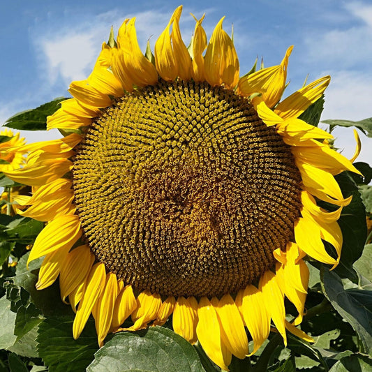 TnT Seed Company Mammoth Grey Stripe Sunflower Seeds for Planting – 1 lb Bulk Bag – Giant Sunflowers for Gardens & Food Plots – Supports Bees, Pollinators, Birds, Wildlife & Deer
