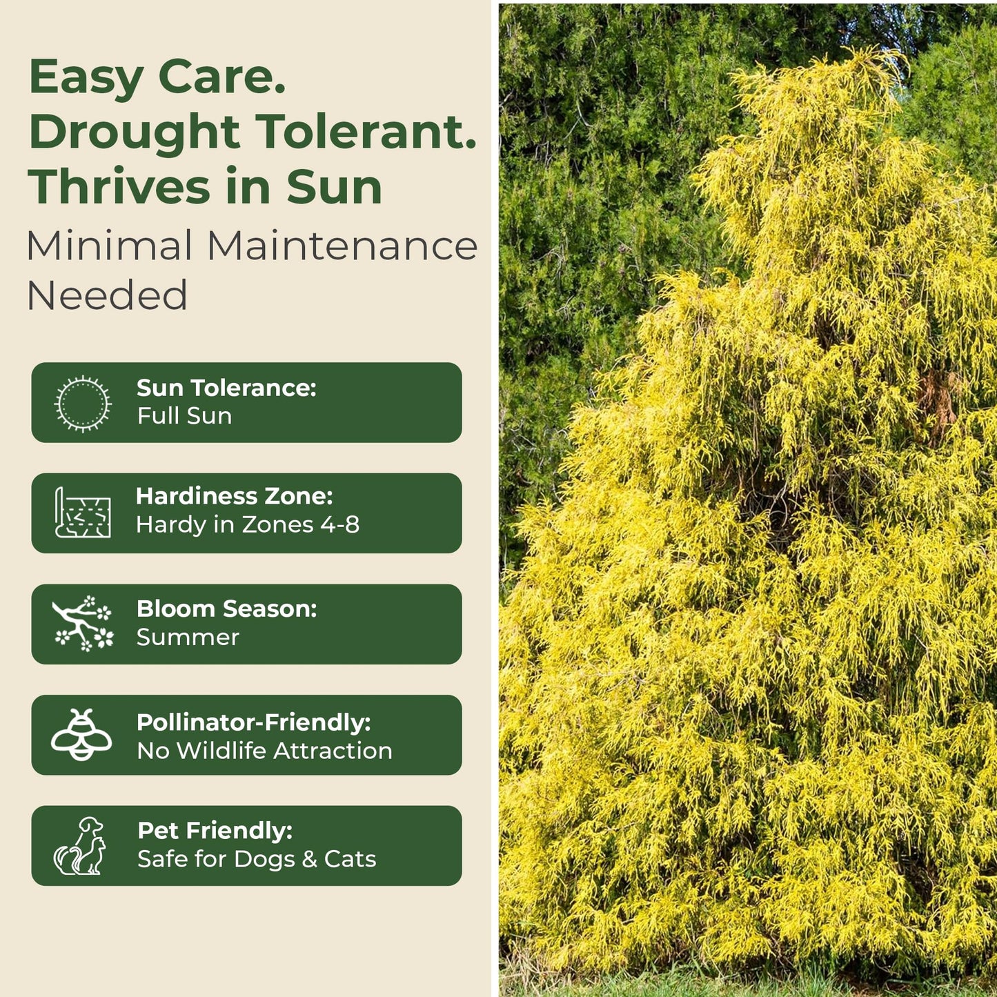 Gold Mop Cypress Shrub - Low Maintenance Plant - Grows Upto 5' x 5' - Thrives in Full Sun in 3 Gal Grower Pot - Golden Evergreen Plant for Landscaping, Sidewalks & Driveways