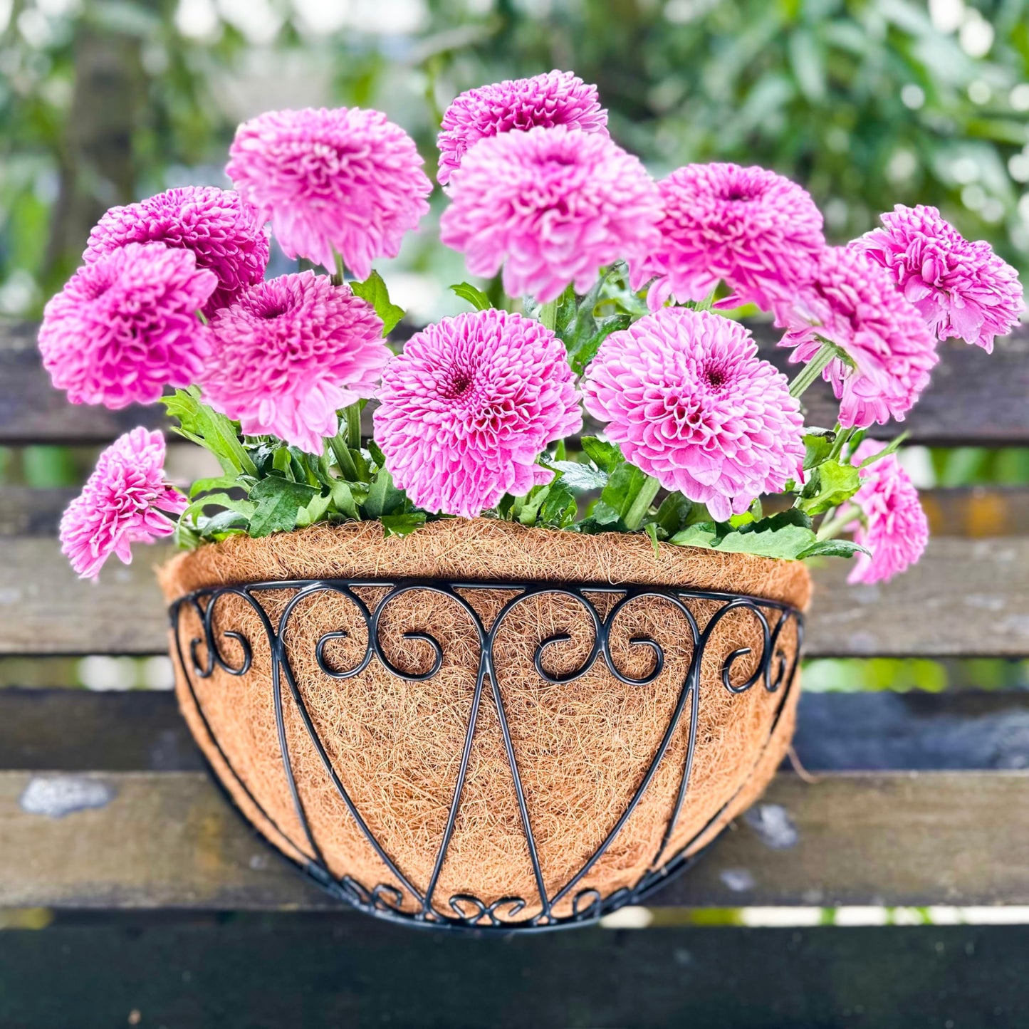 LaLaGreen Outdoor Wall Planters (2 Pack, 12 Inch) Black Metal Wall Mounted Hanging Basket with Coco Liner, Flower Pot Plant Holder Semi-Circle Planter for Fence Railing Deck Porch Balcony Garden Decor