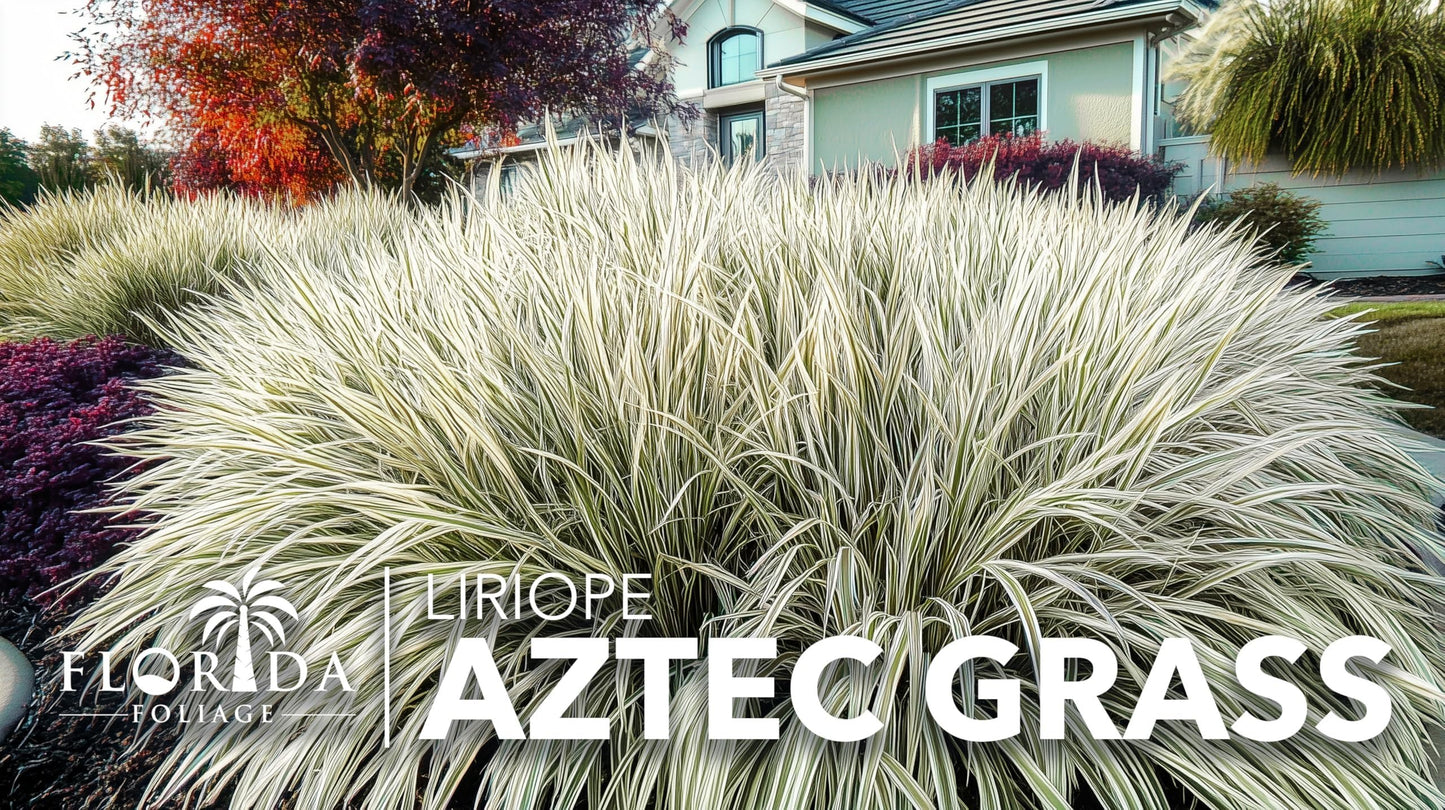 Aztec Grass | 40 Live Bare Root Pips | Liriope Muscari ‘Aztec Grass’ | Variegated Liriope | Ornamental Grass for Borders | Low Maintenance Ground Cover Plants