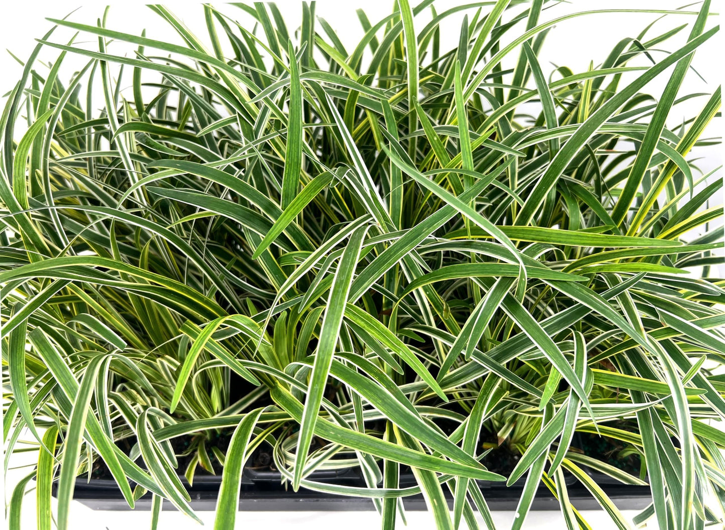 Variegated Liriope | 54 Live 4 Inch Pots | Liriope Muscari Variegata | Ornamental Ground Cover Plants | Evergreen Foliage