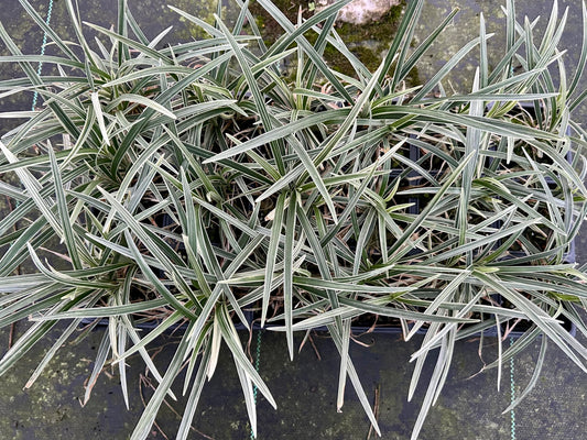 Aztec Grass Live Plant, Variegated Green and White Foliage, Ornamental Grass for Garden and Landscape (3, 4 in-18 Count)