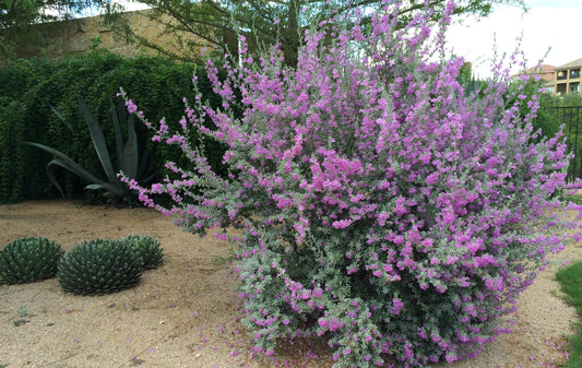 RedCrocus - RedCrocus Texas Sage - Drought-Tolerant Evergreen Bush, Fragrant Purple Blooms, Attracts Pollinators, Perfect for Desert Landscapes & Borders 10" Pot