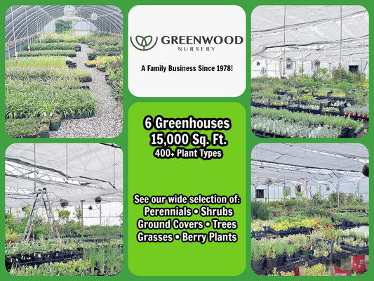 Greenwood Nursery: Live Trees - Sweetbay Magnolia + Magnolia virginiana - [Qty: 2X 2.5 Pots] - (Click for Other Available Plants/Quantities)