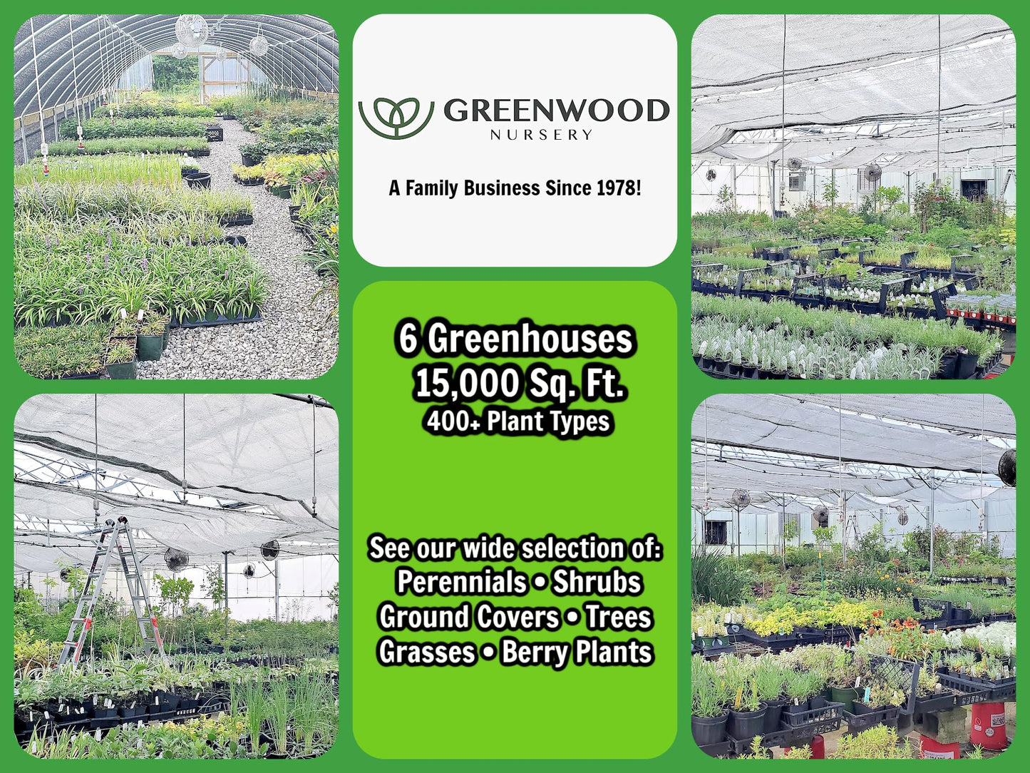 Greenwood Nursery: Live Perennial Plants - Dicentra Gold Heart + Lamprocapnos Spectabilis - [Qty: 2X Pint Pots] - (Click for Other Available Plants/Quantities)