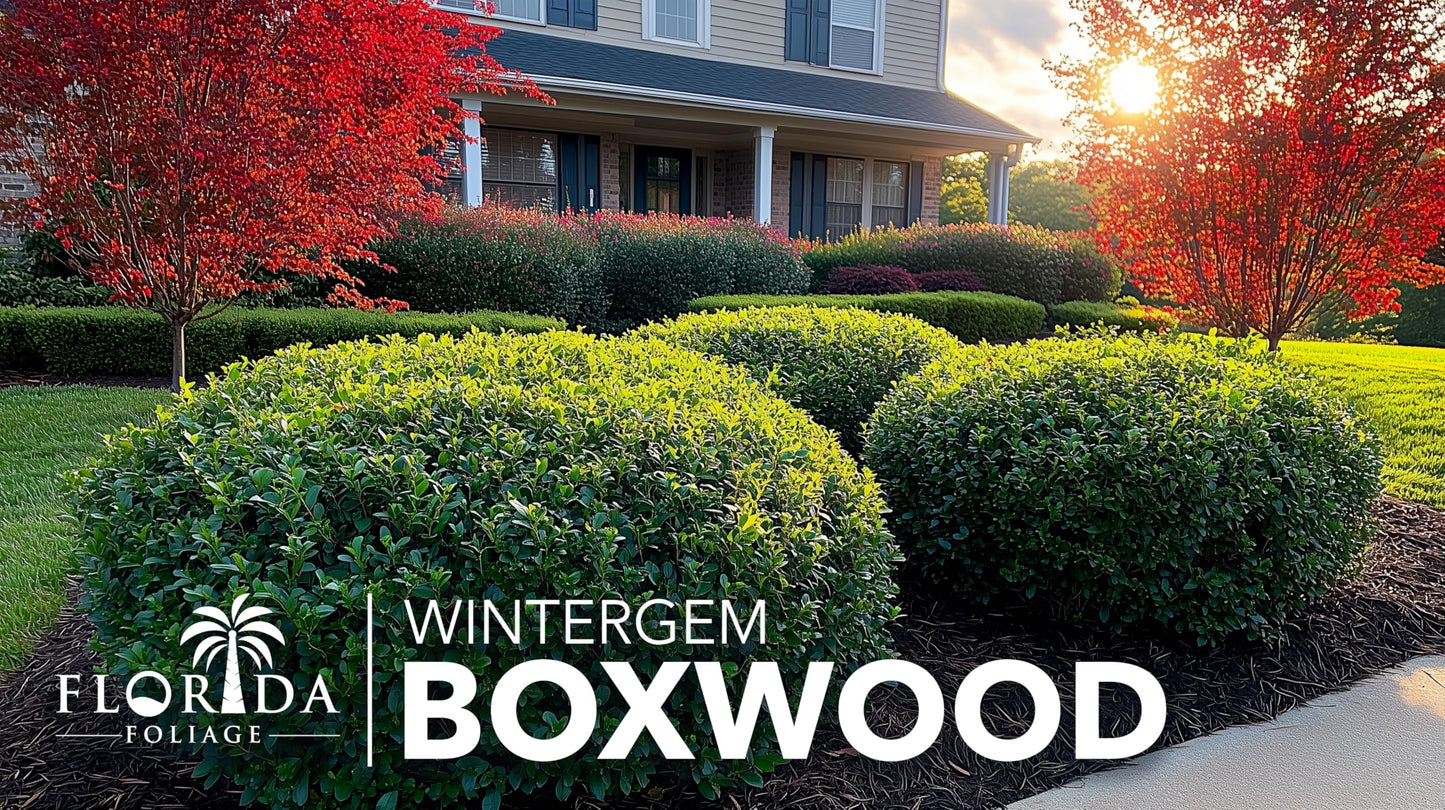Winter Gem Boxwood | 10 Live Plants | Buxus microphylla Japonica ‘Winter Gem’ | Compact Evergreen Shrubs | Formal Garden Plants for Borders