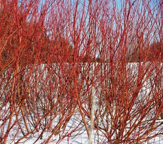 Red Twig Dogwood Shrub/Bush - (Red Osier) - 12-18" Tall Live Plant - Cornus sericea