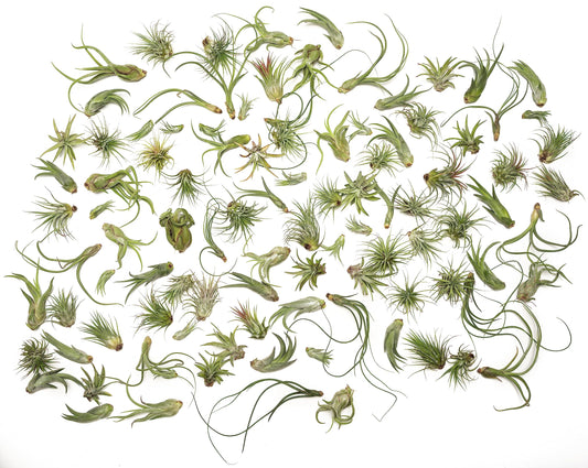Tillandsia Air Plants Live Indoor Plants (100 Pack), Air Plants Bulk Party Favors or Wedding Favors Live Plants, Air Plant Lover Gifts, DIY Terrarium Kit, Air Succulents Plants Live by Plants for Pets