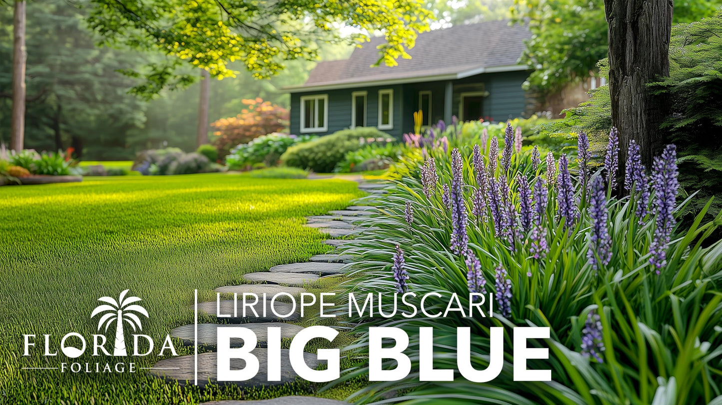 Liriope Big Blue | 3 Large Trade Gallon Size Plants | Liriope muscari | Lavender Blue Flowers | Evergreen Ground Cover for Shade | Landscape Borders for Walkways and Beds
