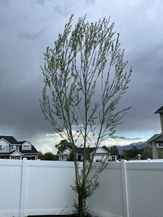 Austree Hybrid Willow Tree Plants for Growing | Fast Privacy Hedge Row, Wind Block, Shade | Fast Growing - 6-10 Feet Per Year, Fast Growing Trees (10 Trees)