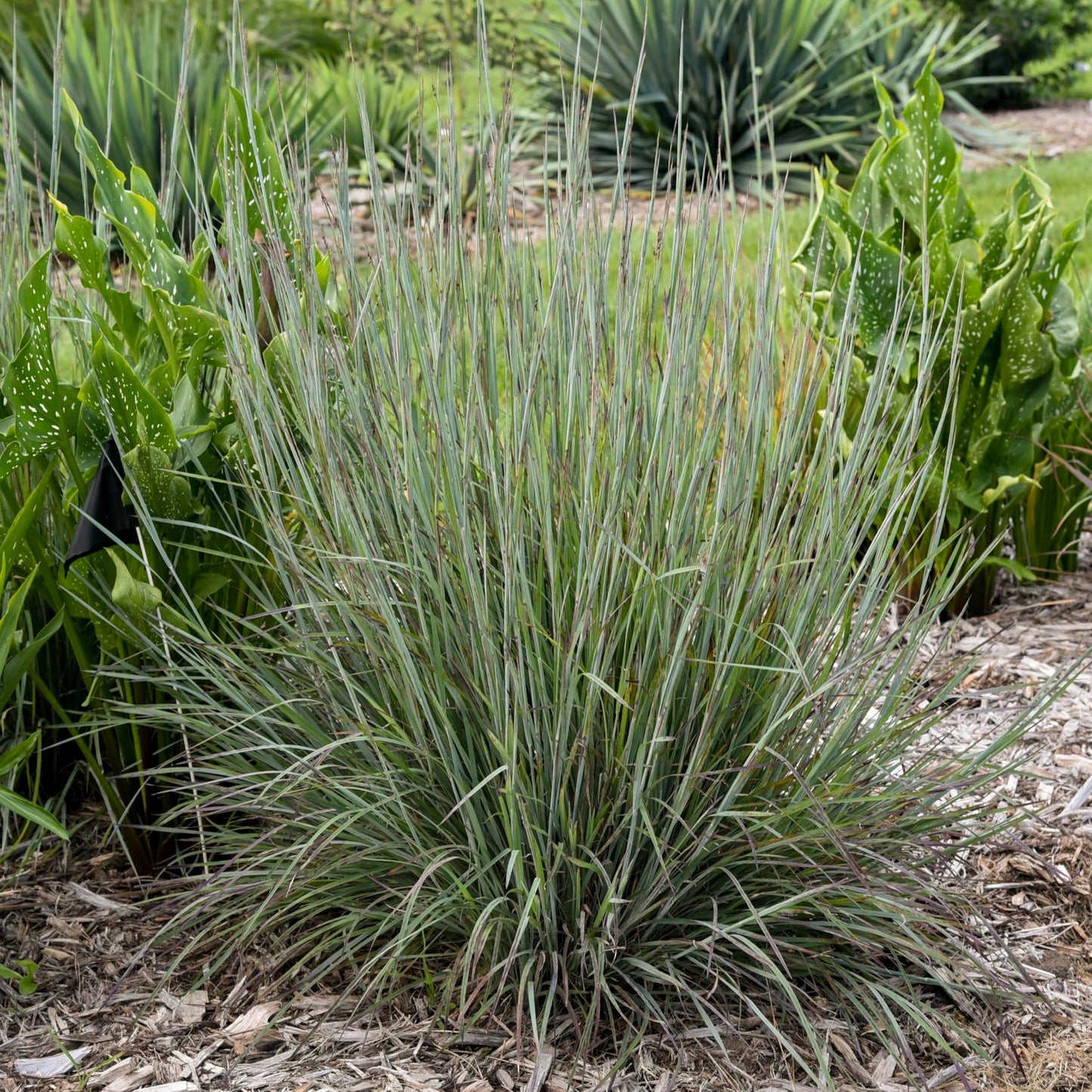 Live Plant from Green Promise Farms - Proven Winners, Schizachyrium scop. Prairie Winds® 'Brush Strokes' Little Bluestem, Blue/red Flowers - #1 Gallon Size Container