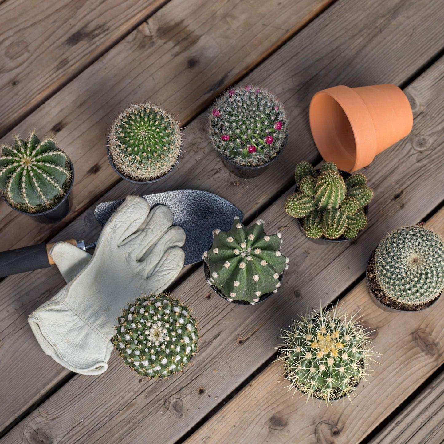 Assorted Cactus Collection 2.5" 12 pack