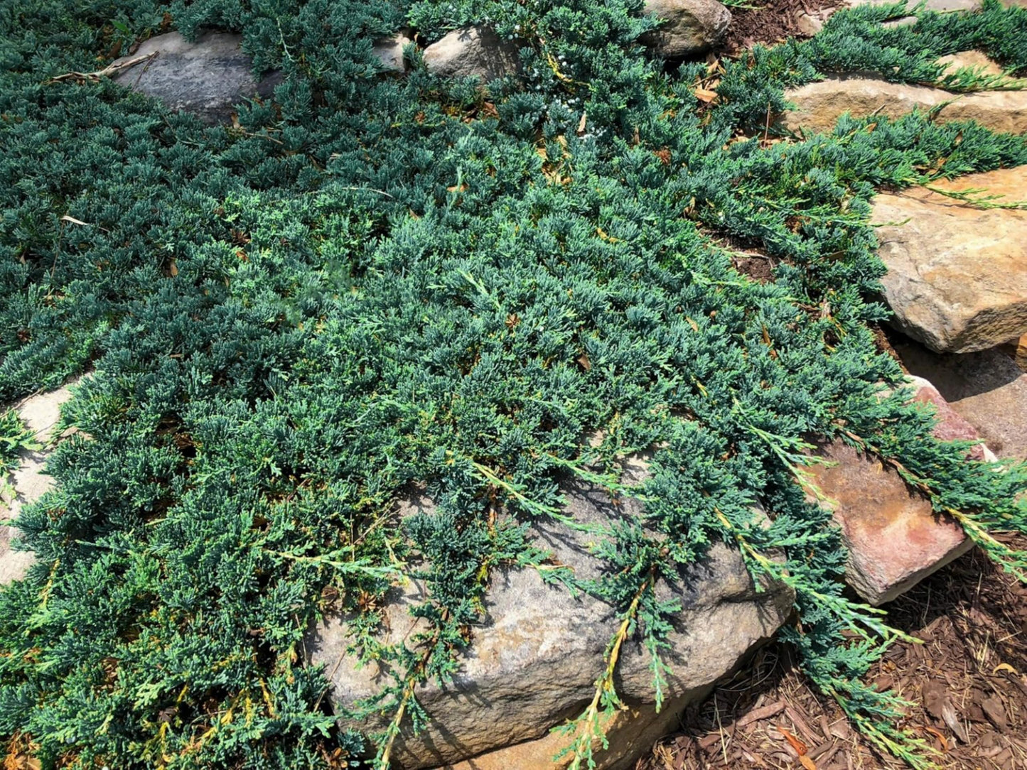 Blue Rug Juniper Wiltonii | 1 Live 4 Inch Plant | Juniperus Horizontalis | Creeping Ground Cover, Low Maintenance Shrub, Drought Tolerant, Evergreen Foliage, Fast Growing, Erosion Control