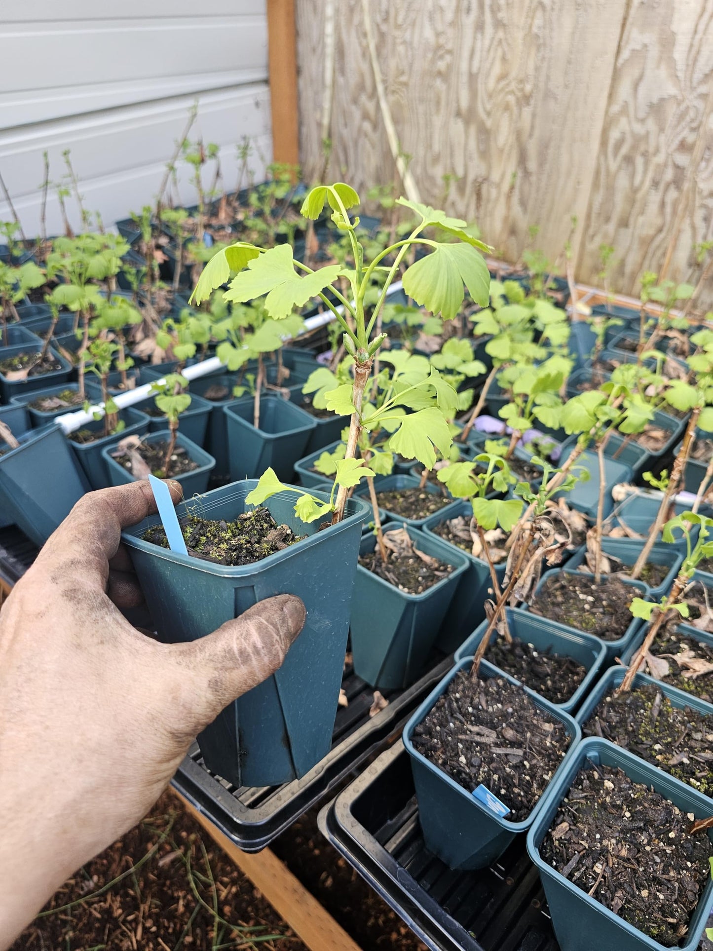 Live Ginkgo BILOBA Plant Tree, 2nd Year, in 6" Pot, Single Plant