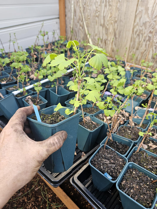 Live Ginkgo BILOBA Plant Tree, 2nd Year, in 6" Pot, Single Plant