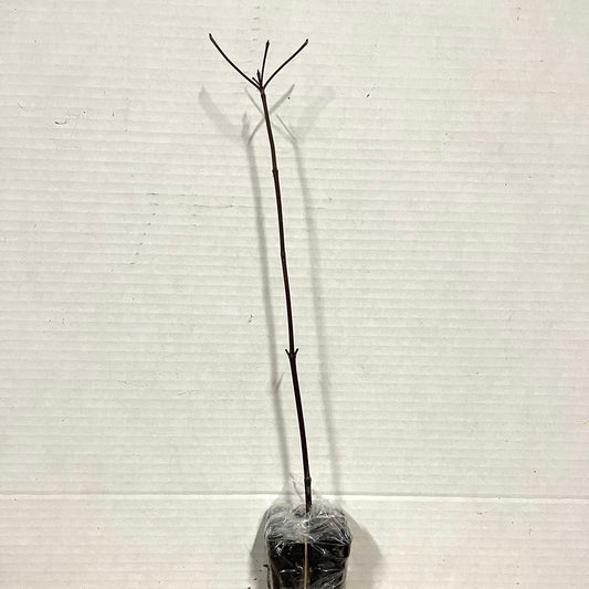 Red Chokecherry Tree - 6-12" Tall Live Plant - 2.5" Pot - Native Choke Cherry Berry Shrub - Prunus Virginiana